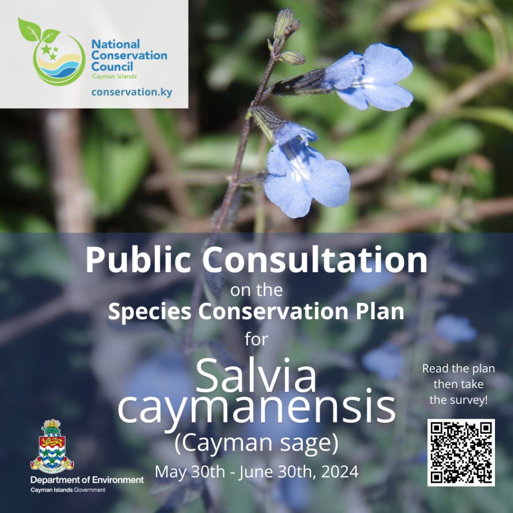 Take the Survey on the Cayman Sage Conservation Plan